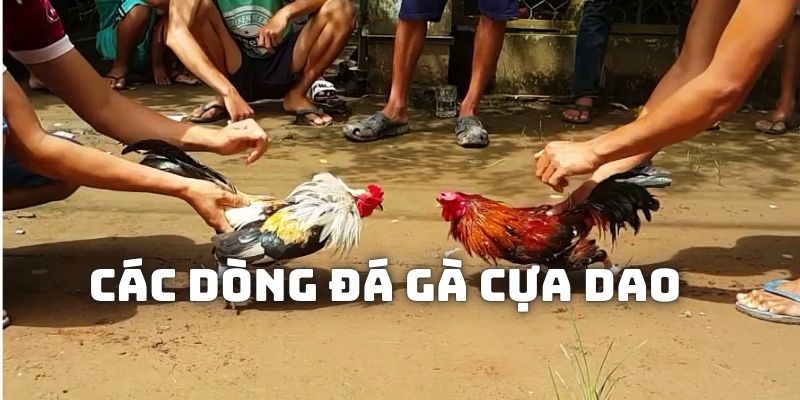 Các dòng chiến kê thường được lựa chọn đá cựa dao