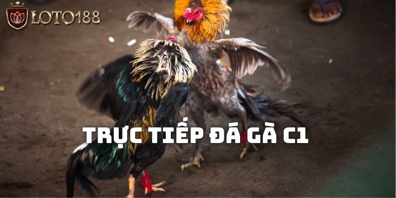 Trực tiếp đá gà C1 hấp dẫn được nhiều cược thủ săn đón