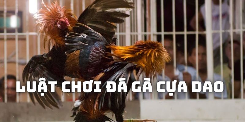 Đá gà cựa dao luật chơi không hề quá khó