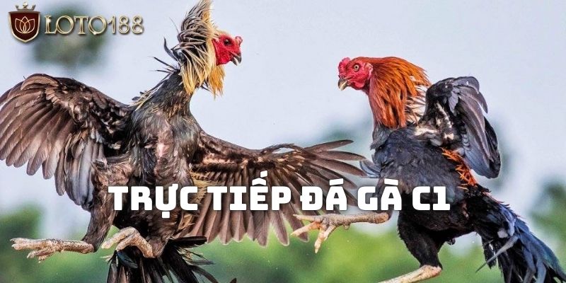 Trực Tiếp Đá Gà C1 Và Một Số Điều Nên Biết Trước Khi Chơi