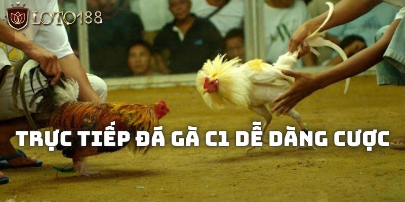 Trực tiếp đá gà C1 dễ dàng cược