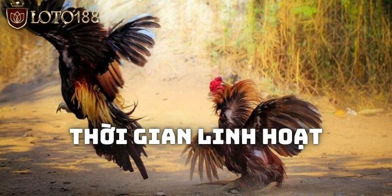 Trải nghiệm trực tiếp đá gà C1 hấp dẫn nhất với thời gian linh hoạt